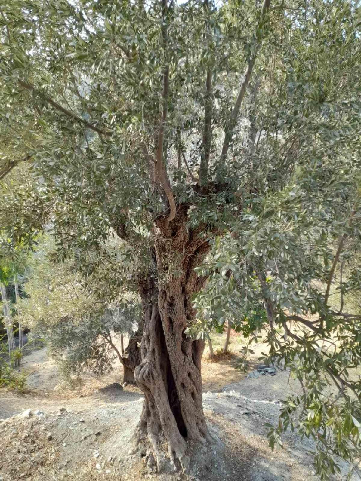 Δωμάτια Κόκκινος Πύργος Plomari ภายนอก รูปภาพ