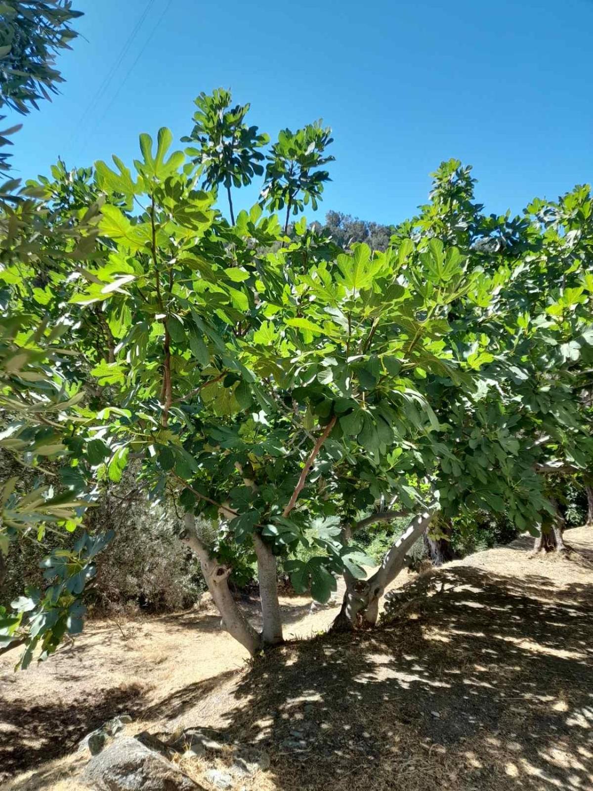 Δωμάτια Κόκκινος Πύργος Plomari ภายนอก รูปภาพ